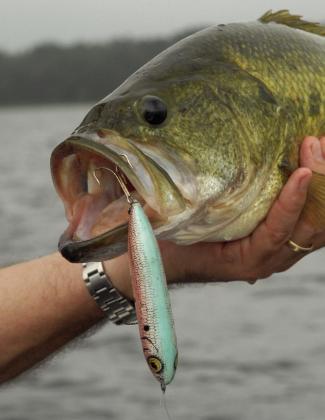 A bait that can be cast long distances is ideal for school bass, because it helps you reach the action without getting too close. This chunk fell for a Heddon Zara Spook. (Photo by Matt Williams) Article Image Alt Text