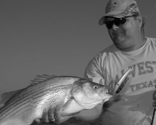 Hybrid stripers are brawny fish known for delivering hard hits and fierce battles. The fish are a genetic cross between striped bass and white bass. TPWD stocks close to 3 million hybrids in about 20 lakes each year. (Photo by Matt Williams) Stripes of summer