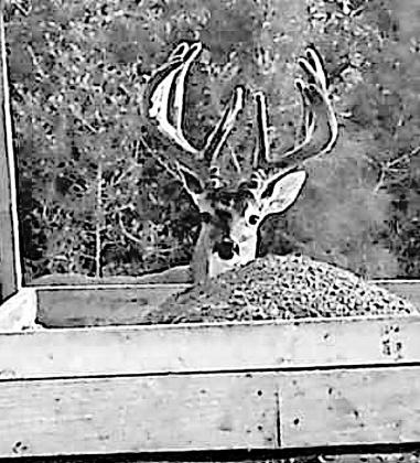Sinski believes Dagger Boy stacked on 30 inches of antler this year thanks to an intensive high protein feeding program maintained by he and Chris Barrilleaux, another archery hunter who owns 200 acres of adjacent property. Sinski captured this game camer Sinski believes Dagger Boy stacked on 30 inches of antler this year thanks to an intensive high protein feeding program maintained by he and Chris Barrilleaux, another archery hunter who owns 200 acres of adjacent property. Sinski captured this game camer