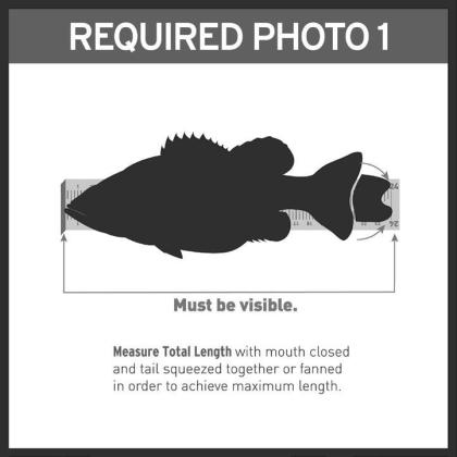 Photos of 24 inch fish on a measuring board are sufficient for entering the fish the 8-plus pound Lunker Class. (Lunker Photo illustration) Article Image Alt Text