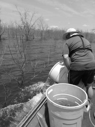 TPWD has stocked the lake with nearly 400,000 ShareLunker offspring, including 278,407 “Lone Star” bass fingerlings in early May. (Dan Bennett Photo) Just add water