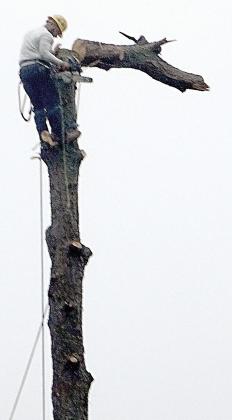 A moment of real drama. A top section of the tree trunk has been cut and is now falling in the right direction.The power saw operator seems to have achieved this effortlessly. The precision of a tree surgeon