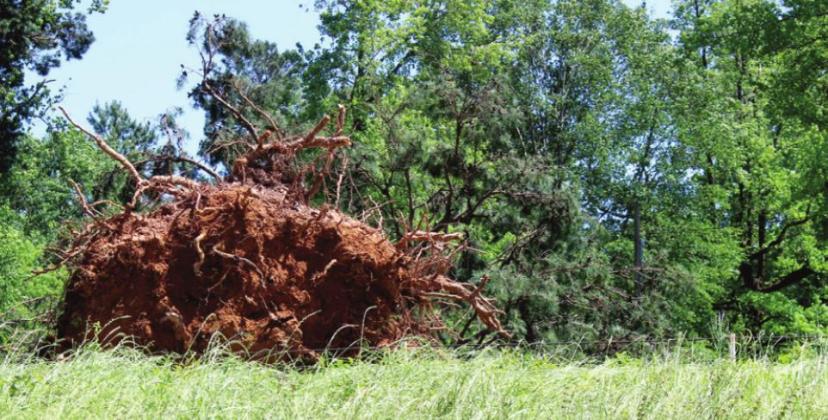 Photos by Jamie Jeans & Shawn Larson Microburst causes damage throughout county