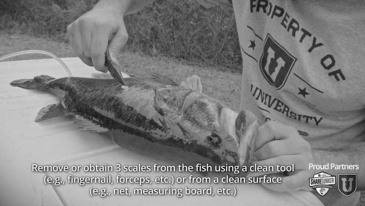 TPWD is encouraging recreational anglers and fishing guides alike to to submit scale samples of ShareLunkers for genetics testing. The testing provides scientists with valuable data about the genetics of wild populations of large bass around the state. (T LOOKING FOR LUNKERS