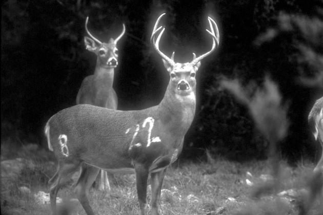 In early January,TPWD received notice from the National Veterinary Service Laboratory in Ames, Iowa that a sample from a 14-month-old whitetail buck at the Kerr WMA submitted for CWD testing was “not confirmed.”The sample had previously been confirmed NO CWD AT KERR AFTER ALL
