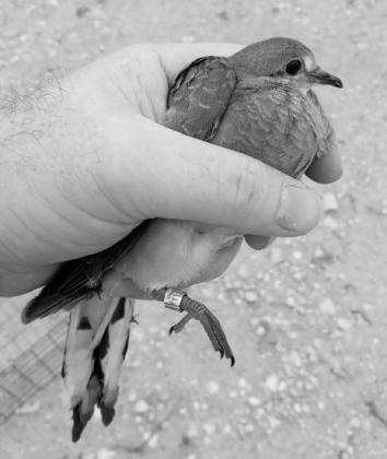 Hunters who harvest banded birds are encouraged to report the band identification number to the website listed on the band, www.reportband.gov. Scientists are able to gather all sorts of useful data from the banding program. (TPWD Photo, Billy Lambert) D-DAY