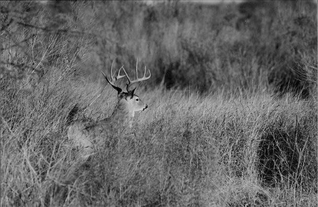 Texas has a robust deer herd numbering close to 5 million animals, way more than any other state.TPWD is predicting average to above average antler growth on bucks in most areas of the state. (Photo by Matt Williams)