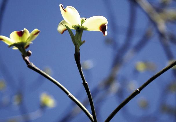 Dogwood, one of the prettiest trees of the forest, is also attractive close up. Upper inset photo: The tulip tree is one of the most abundant. It’s flowers can fill both limbs and cover ground. Lower inset photo: Clover, the little white flowers rising Spring blossoms bring pleasure