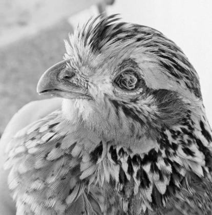 In late May, the U.S. Food and Drug Administration put its stamp of approval on QuailGuard, a medicated feed for controlling parasites like eyeworms and cecal worms in wild quail populations.The FDA’s approval of QuailGuard comes on the heels of nine ye TOP STORIES OF 2024