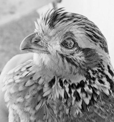 FOR LOVE OF QUAIL