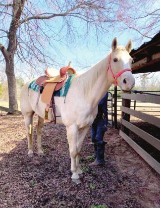 Rescue Horses