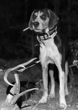 Handlers share advice on do’s and don’ts before bringing in a tracking dog 
