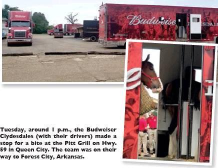 Budweiser Clydesdales make ‘Pitt’ stop in QC