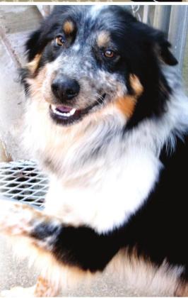 Pet Adoption Spotlight