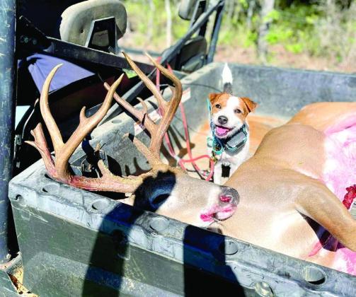 “Scout”, a 2 1/2-year old female Jack Russell Terrier owned by Jared Polasek, is fast becoming a crackerjack at helping hunters recover wounded deer. (Courtesy Photo, Jared Polasek) Lost and Found