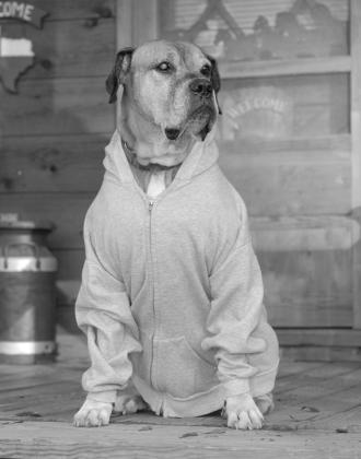 The author’s dog, Slug-Go, nearly got into serious trouble in July 2004 when he followed his nose to a mature black bear in the New Mexico high country.The dog’s escape route led the angry bear straight back to its owner. Translation: It’s never a g The author’s dog, Slug-Go, nearly got into serious trouble in July 2004 when he followed his nose to a mature black bear in the New Mexico high country.The dog’s escape route led the angry bear straight back to its owner. Translation: It’s never a g