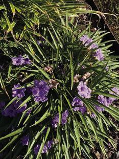 	Linden Garden Club Yard of the Month