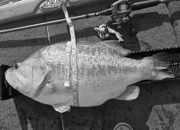 Both guides agree that J.B. Thomas sport physical builds unique from other lakes. The big ones are acrobatic and built like tanks with thick bodies girth to tail. Fish that are nearly as big around as they are long are the norm, even during the summer mon Both guides agree that J.B. Thomas sport physical builds unique from other lakes. The big ones are acrobatic and built like tanks with thick bodies girth to tail. Fish that are nearly as big around as they are long are the norm, even during the summer mon