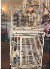 Paco & Walter greet customers at Ole Rustic Treasures as Melissa bags up items.They love the attention, she said, especially Walter. Rain or Shine,Holiday Shoppers Show Up For Deals