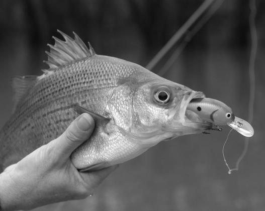 Shallow and medium diving crankbaits are always a good choice during the spring spawning run.Best color are crawfish or bone. (Photo by Matt Williams) THE RIVER WILD