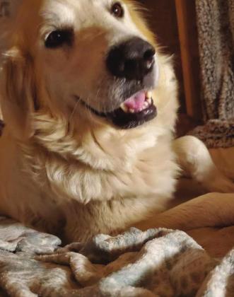 Pet Adoption Spotlight