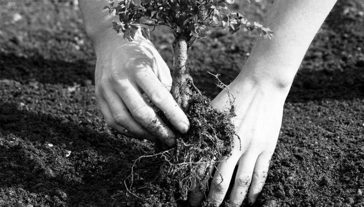 SWEPCO gives locals tips on tree planting