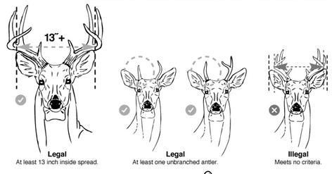 Hunters should be mindful of 13 inch minimum antler restriction in effect in 117 counties. A point is projection that extends at least one inch from the edge of a main beam or another tine.The tip of the main beam is also a point. (TPWD)