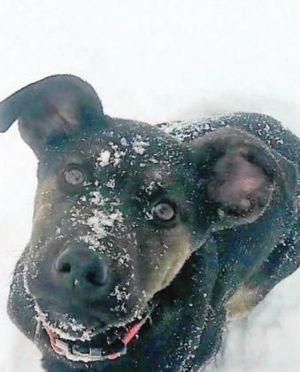 Pet Adoption Spotlight