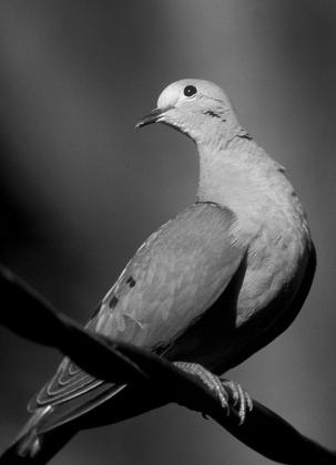 Mourning dove are the most abundant dove in Texas with a resident population estimated at 28.3 million birds. (TPWD Photo) D-DAY