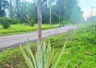 Growth of the agave plant throughout the month of April. Growth of the agave plant throughout the month of April.