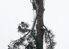 The precision of a tree surgeon
