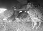 The free choice feeder is designed to keep predators out so quail can dine safely inside. (Photo courtesy QuailSafe) FOR LOVE OF QUAIL