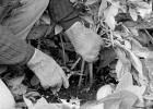 Fall Clean-Up for Home Gardeners