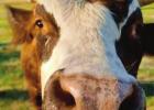 Angela Gibson of Linden took this winning photo of Nitro the cow giving kisses!! Hit Us Your Best Sho