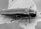 Tree-killing beetle spreads to more Texas counties