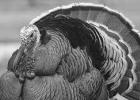 Turkey hunting season info