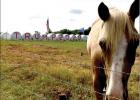 A local landowner shows support for President Trump in 2020 with painted hay bales. A nearby horse says he doesn’t mind Trump taking a second term, but he doesn’t care much for politics anyway. Article Image Alt Text