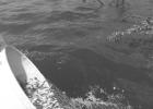 The Lowly State of Texas Lakes