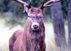Red stag