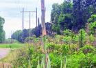 Kelly’s agave begins its farewell with its surprise ‘death bloom’