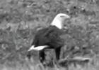 Visiting dignitary