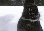 Some ‘bunny’ is not so sure about the snow
