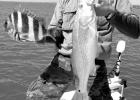 SPECIES CAUGHT - Redfish, Sheepshead, Catfish, Blue Crabs POTUS - making America ‘bait’ again