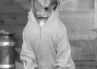 The author’s dog, Slug-Go, nearly got into serious trouble in July 2004 when he followed his nose to a mature black bear in the New Mexico high country.The dog’s escape route led the angry bear straight back to its owner. Translation: It’s never a g
