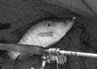 Forward sonar has been especially useful in crappie fishing arenas.It allows anglers to move with the school and hound the fish until they bite. (Photo by Matt Williams) Williams: Like it or not, forward-facing sonar is here to stay