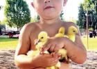 Fehren  Luce of  Bloomburg took this winning  shot of  Chandler  Williams loving on his baby  ducks.