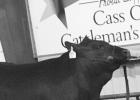Hardin places first, named Grand Champion at Livestock Show