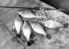 Geared For Crappie