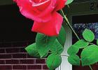 Like a rose